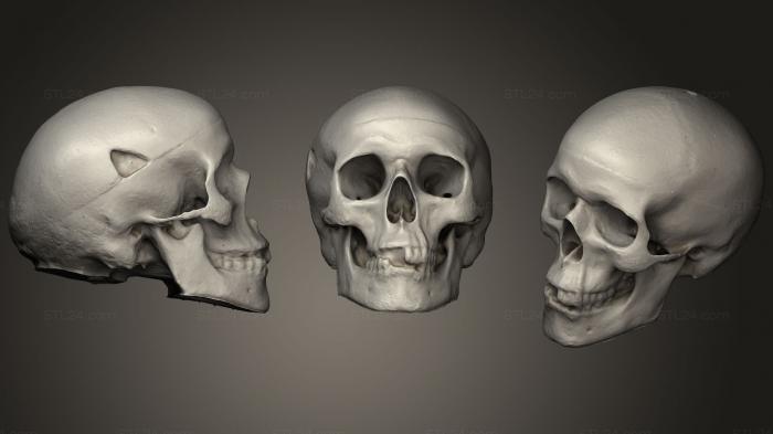 Anatomy of skeletons and skulls (Skull 3D scan, ANTM_1280) 3D models for cnc